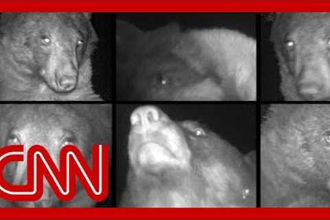 Diva bear can't stop taking selfies on wildlife cam