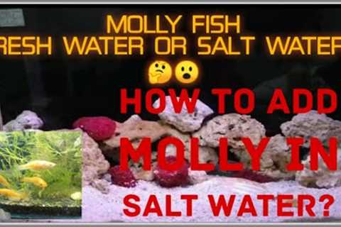 |How to add Molly fish to salt water tank? | Molly fish fresh water or salt water?|#Mollyfish