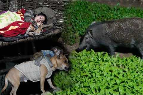 The Idea of Raising Weaver Ants - Midnight Was Destroyed by Wild Boars..., Part 9