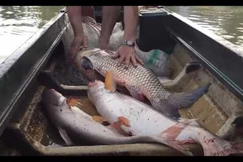 Amazing fishing videos | cataching Big fish by Net | Village fishing