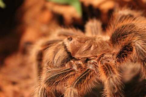 Can Tarantulas Eat Mealworms?