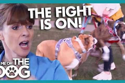 Tyson The Boxer Ready to Fight Any Dog He Sees | It's Me or the Dog