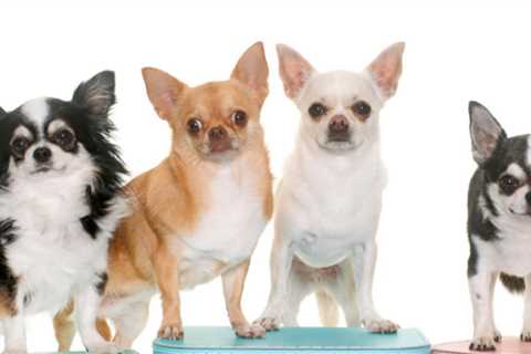 Raising a Chihuahua