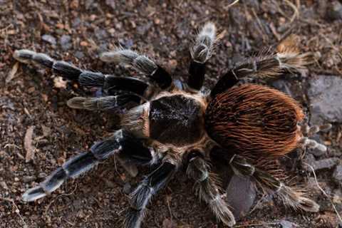 What Are New World Tarantulas?