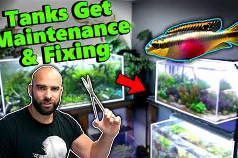 AQUARIUM UPDATES!! Maintenance, Trimming, Planting &amp; FISH!! | MD Fish Tanks