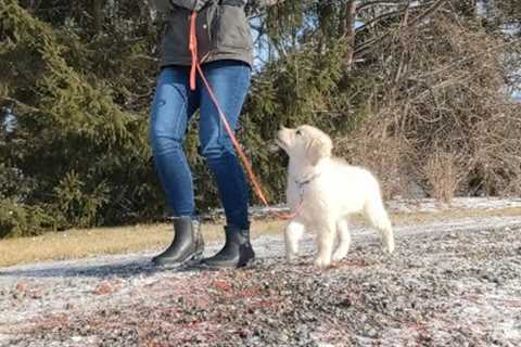 Puppy training with Keeper (Golden Retriever)episode 5 (how to teach a puppy not to pull on a leash)