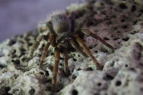 What Do Baby Tarantulas Eat? What To Feed Tarantula Slings?
