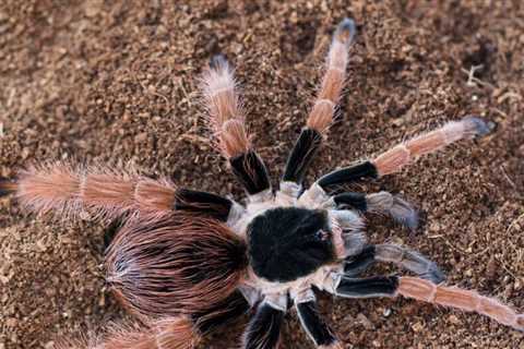 Should I Remove My Tarantulas Molt?