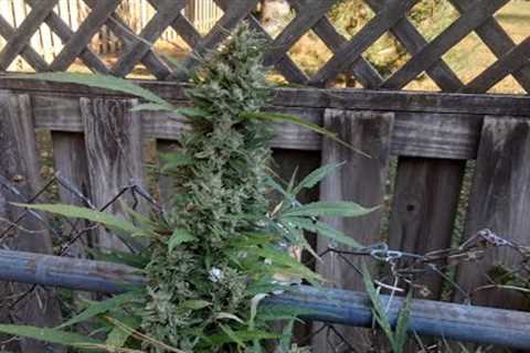 How to Make Juicy Buds? Fermented Fruit Juice (FFJ-JADAM method) The Grow Variety Show ep.161
