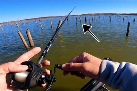 Which Stumps Should I Fish For Bass? Fishing Lake Fork (Practice Breakdown)