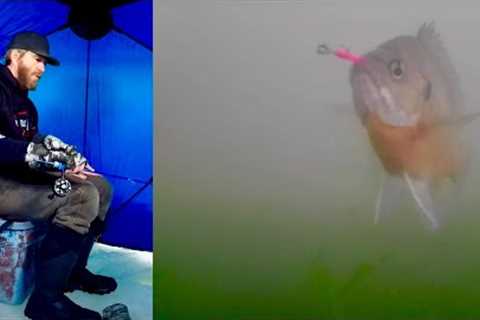 Why use underwater cameras?  Ice Fishing with an Underwater Camera for Aggressive Bluegills