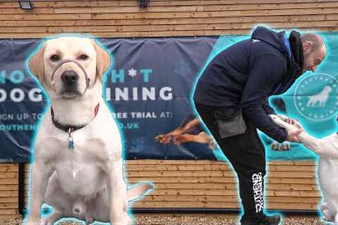 Dog Reactive Labrador (with Aaron)
