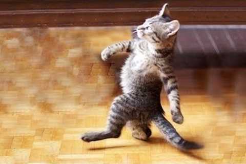 Try Not To Laugh : 1 Hour of Funniest Cat Videos #1 | Best Funny Animal Videos 2022