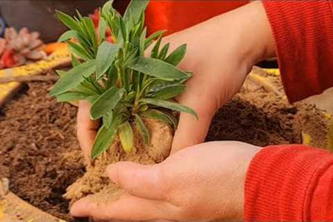 Dainthus ki seedlings ko kab or kasay shift krein|Explore your hobbies!!!