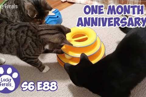 Sammy's One Month Anniversary As A House Cat | Training Feral Cats | S6 E88 Lucky Ferals Cat Vlog
