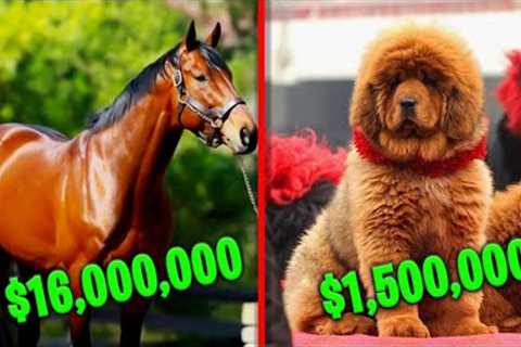 6 Most Expensive Exotic Pets