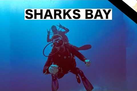 Scuba Diving in Skarks Bay | Sharm El Sheikh 🇪🇬