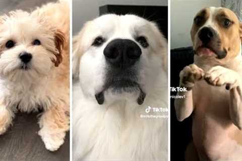 Funny Viral DOG Videos 2023 😂 The Best of Doggos! 🐶