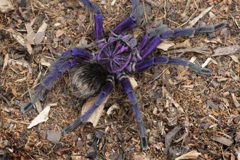 How Often Do Tarantulas Molt?
