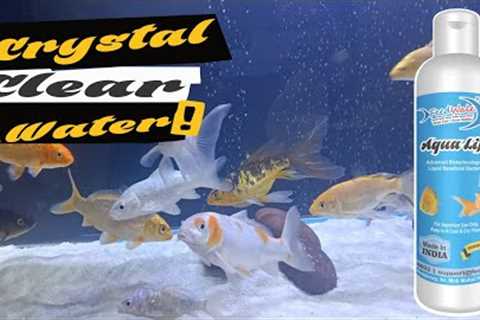 How To Create Beneficial Bacteria In Aquarium Fish Tanks | FeedWale Aqua Life