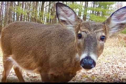 Jan 2023 PA Trail Cam Videos:  Deer, Turkeys, Coyotes, Foxes +