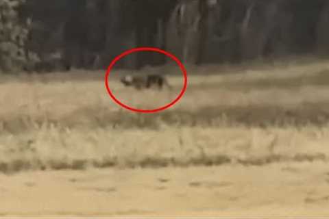 Trail Cam Captures What No One Was Supposed To See part 21