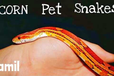 EXOTIC CORN SNAKE in TAMIL !