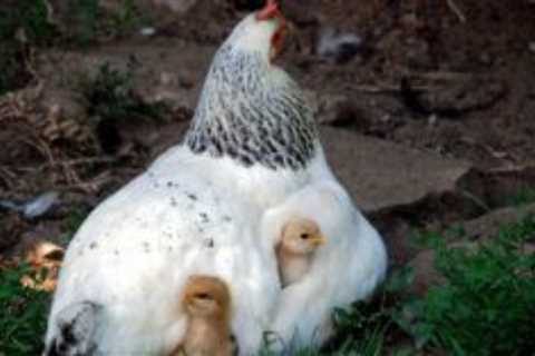 We Are Getting Chickens!