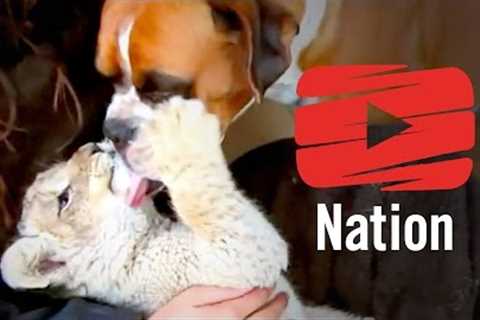 6 Incredibly Unlikely Friendships!