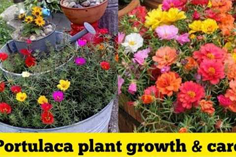 Portulaca plants care and propagation tips by KF gardening
