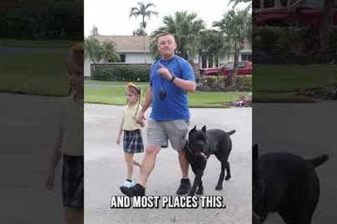 Why My Dog Is Off Leash