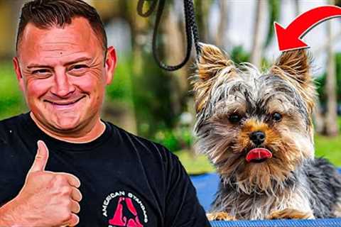 Yorkshire Terrier PUPPY TRAINING