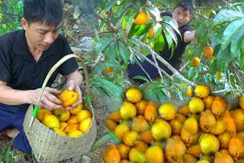 Picking fruit Pouteria Caimito. Finishing the warehouse, tool holder