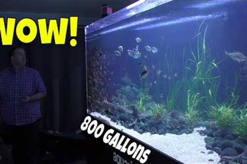 This 800 gallon Aquarium will Change the Way you Look at Monster Fish Tanks!