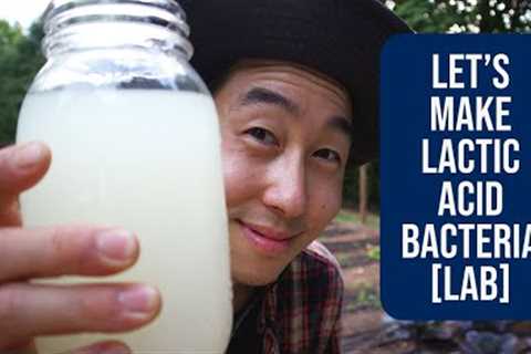 Let's Make Lactic Acid Bacteria [L.A.B]