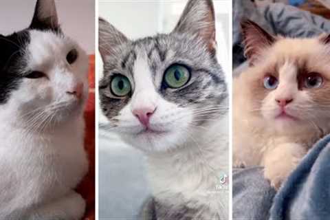 Funniest Viral CATS on the internet! 🐱 Best Kittens Compilation 🥰