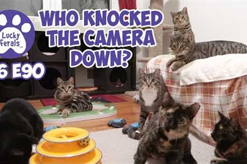 Who Knocked The Camera Down? | S6 E90 | Training Feral Cats And Kittens - Lucky Ferals Cat Videos