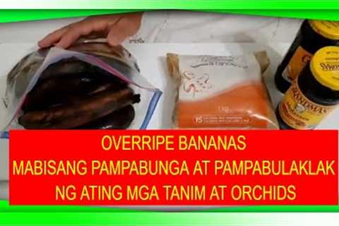 How to make Fermented Fruit Juice FFJ fertilizer, MABISANG PANGPABUNGA AT PANGPABULAKLAK