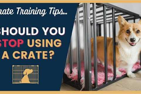 When To Stop Crate Training A Dog