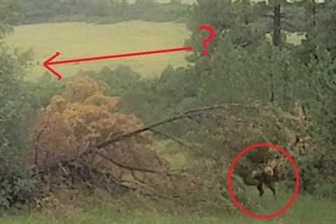 What Is Caught On This Trail Camera?