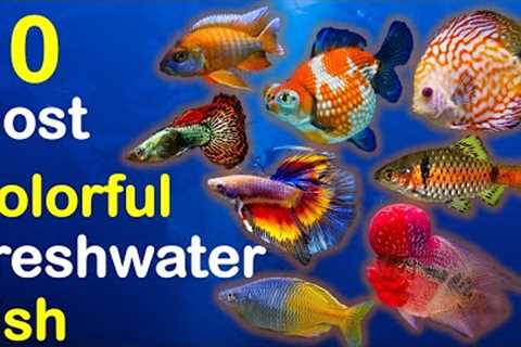 10 Most Colorful Freshwater Fish for Aquarium