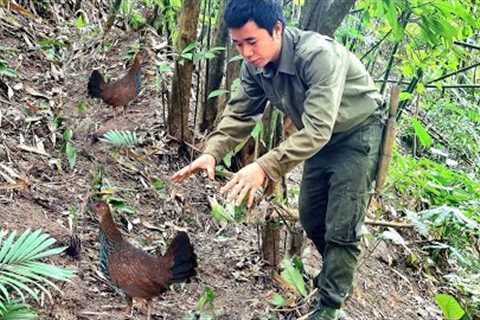 Survival skills, jungle chicken trapping skills, survival instincts, survival alone