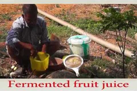 Natural Farming-How to Prepare Fermented Fruit Juice!