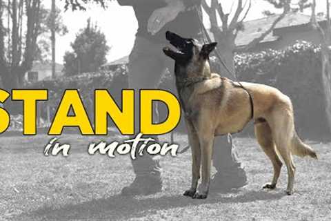 STAND in Motion - Dog Training and Obedience