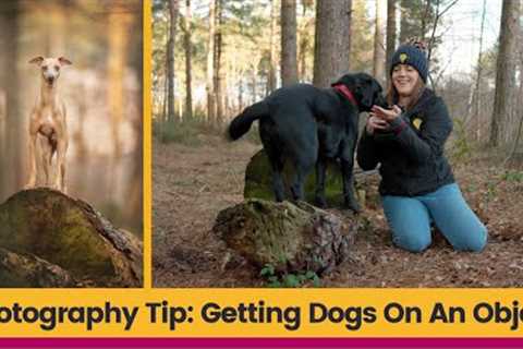 Getting Dogs Onto An Object | Working With Clients' Dogs | Dog Photography Tips And Tricks