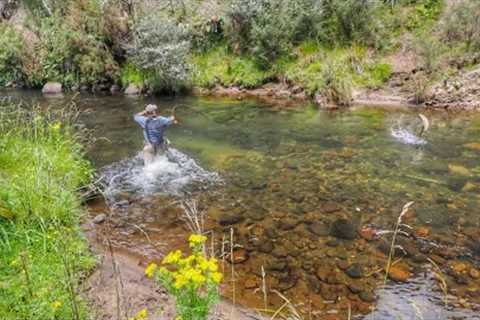 DRY FLY Fishing in a REMOTE River [New Zealand]