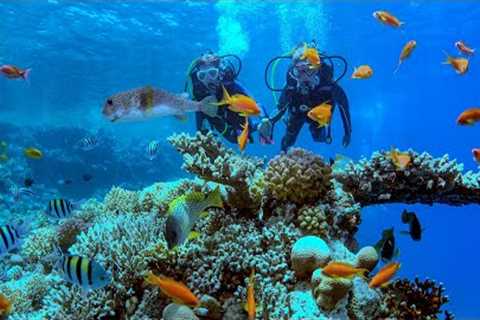 School Scuba Diving Trip (English 4k)