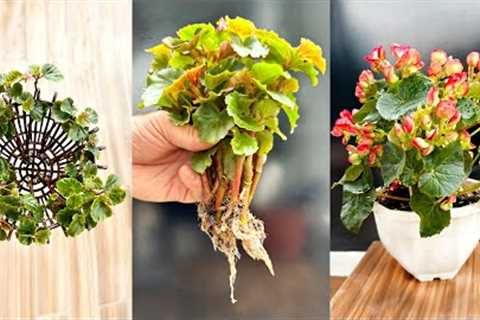 Very interesting gardening ideas. Begonia flowers beautiful brilliant in four seasons
