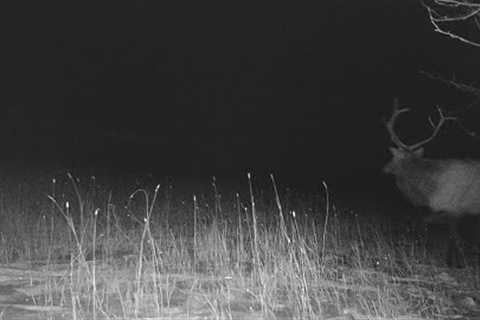 The First Time I Saw A Sasquatch