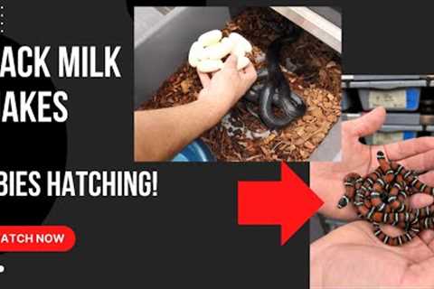 Black Milk Snake Babies are HERE!